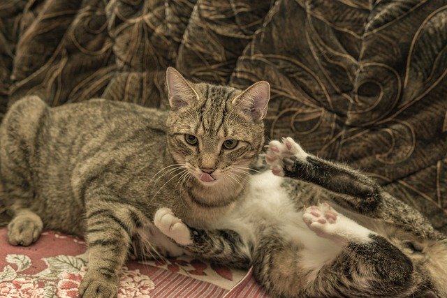Two cats playing on flowered furniture | Photo: Pixabay
