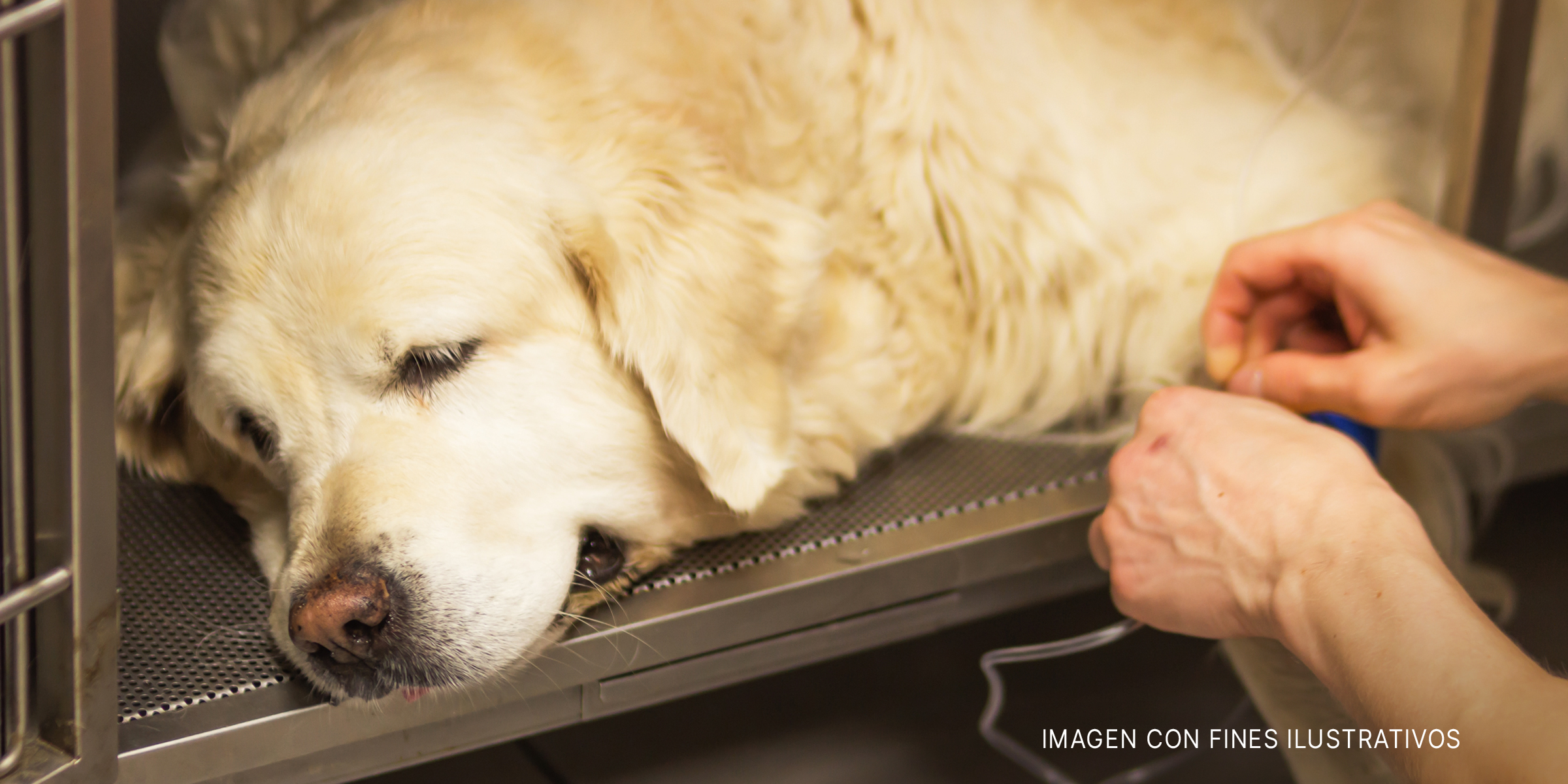 Perro enfermo recibiendo tratamiento. | Foto: Shutterstock