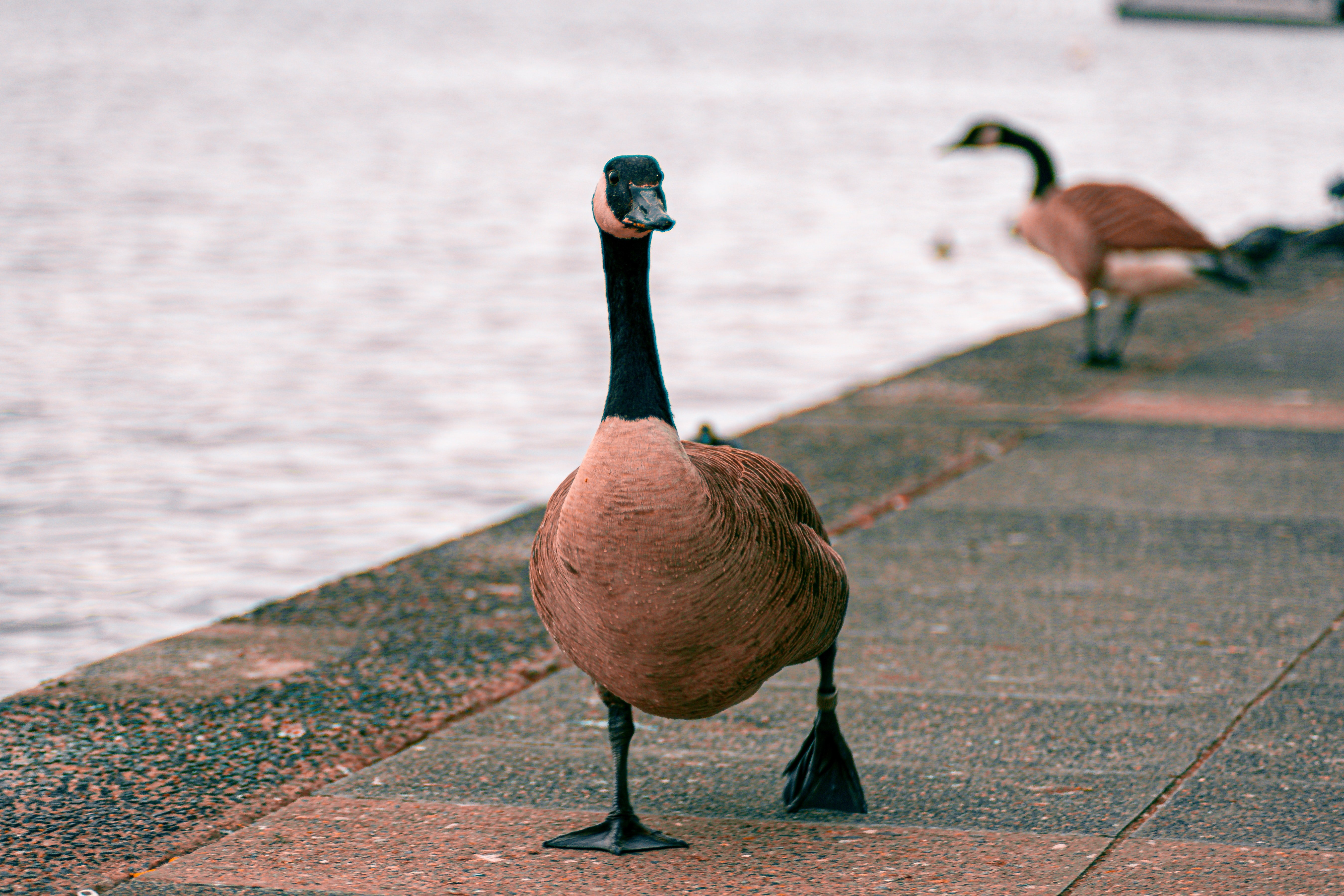 A duck walking along a pier. | Photo: Pexels/ Matthis Volquardsen 