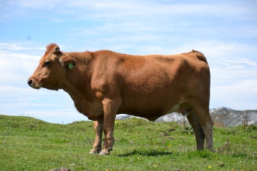 A big bull. | Source: Shutterstock.