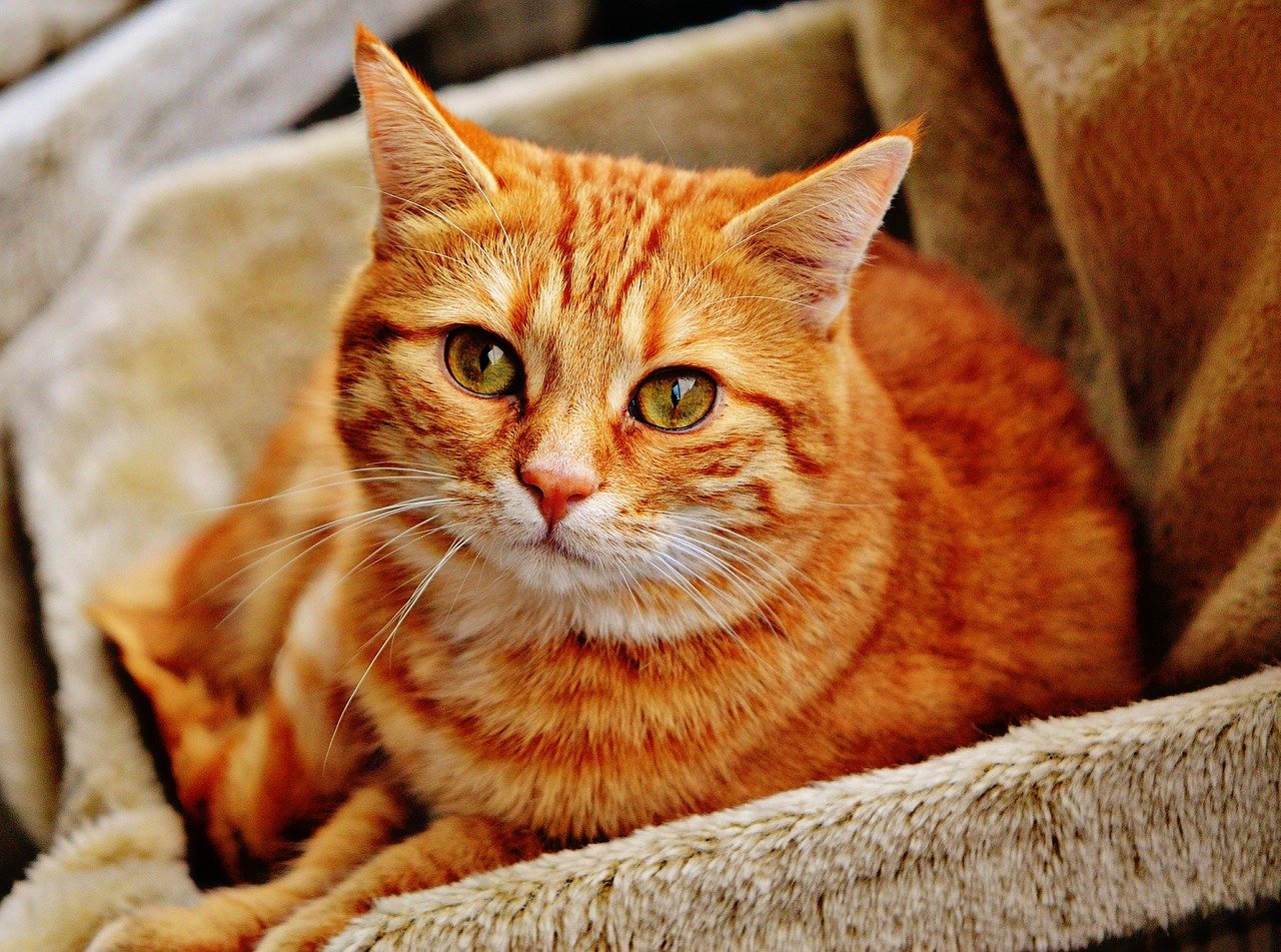 Gato acostado en un mueble. | Foto: Pixabay