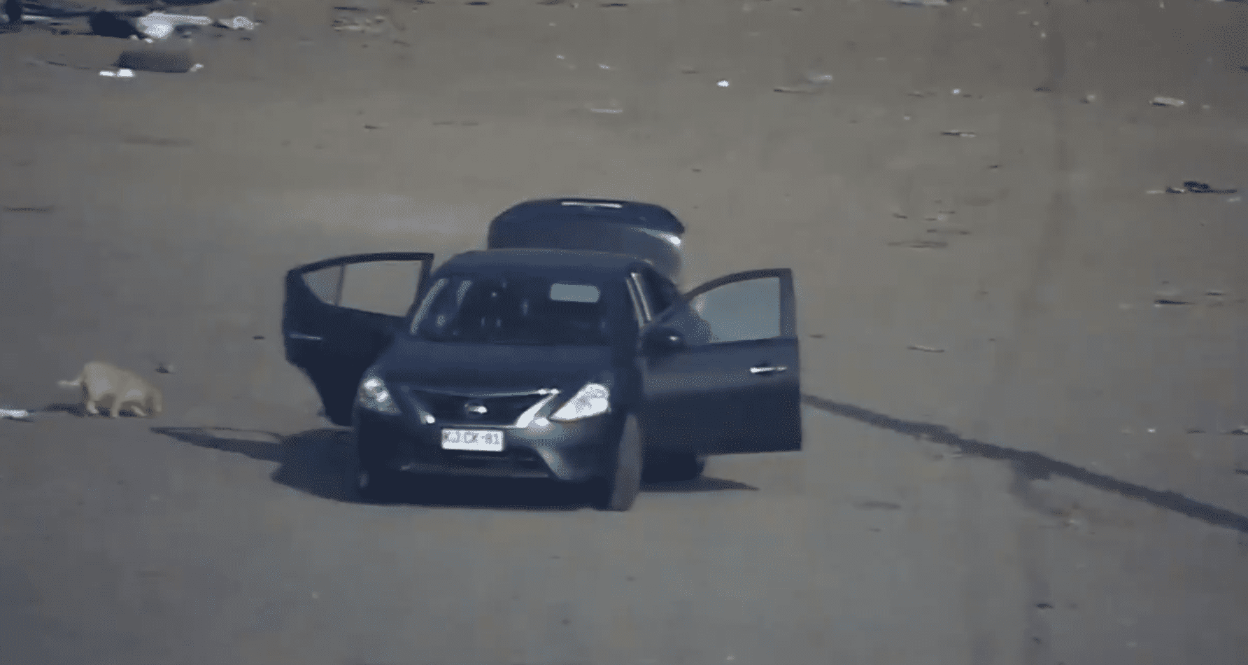 Ils ont laissé sortir l'animal de la voiture avant de partir. | Photo : Twitter/MuniLaPintana