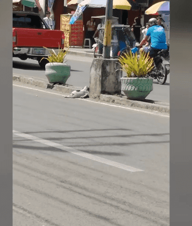 A puppy lying dead at the side of the road after it was knocked off by an unknown vehicle in the street of a town in the Philippines. | Source: YouTube/Viral Press