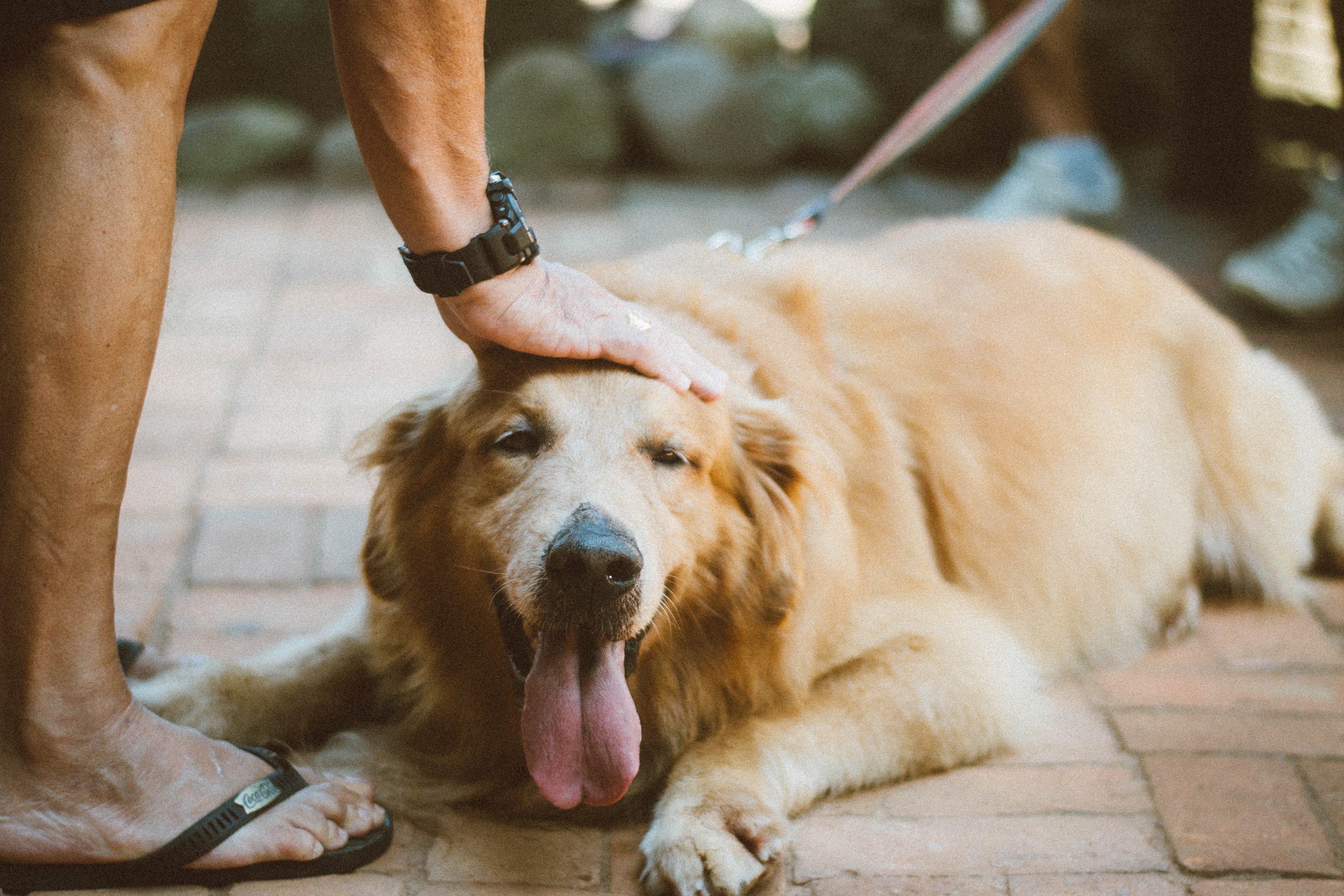 A golden retriever being petted on the head. | Source: Pexels/ Alice Castro