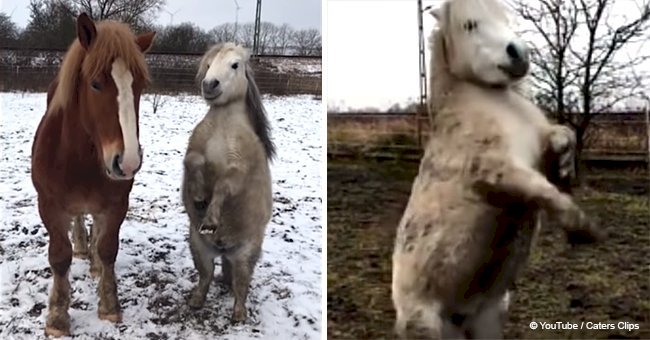 Hilarious moment a tiny horse appears to dance on his hind legs (video)