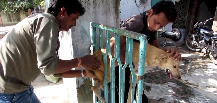 Source: screenshot from Youtube, Animal Aid Unlimited, India