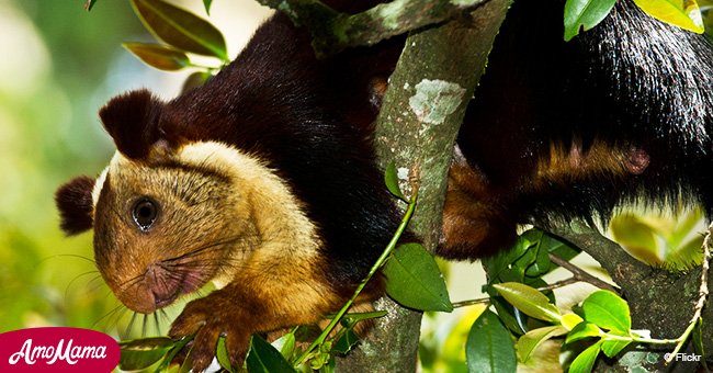 Schwer vorzustellen, dass diese gigantische Eichhörnchen wirklich