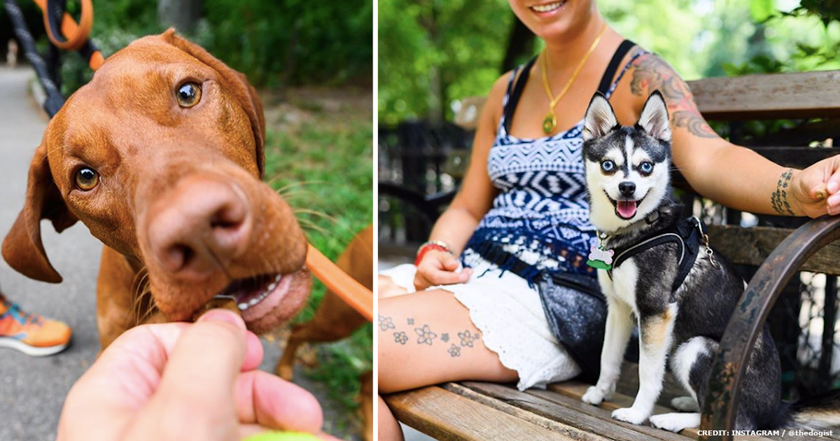30 of the Smartest Dog Breeds