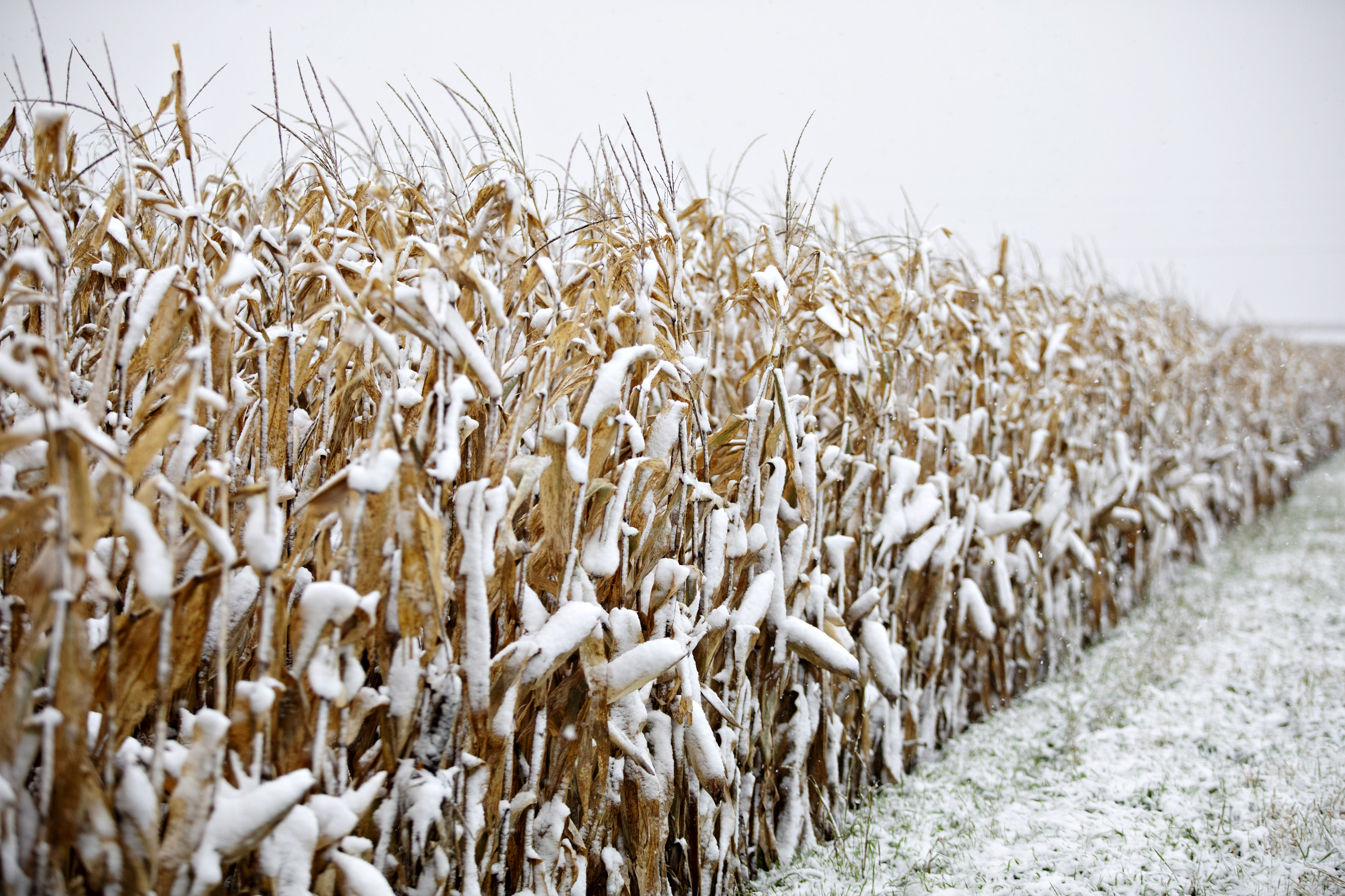 Snow falls on corn plants at a field in Princeton, Illinois, on October 30, 2019 | Source: Getty Images