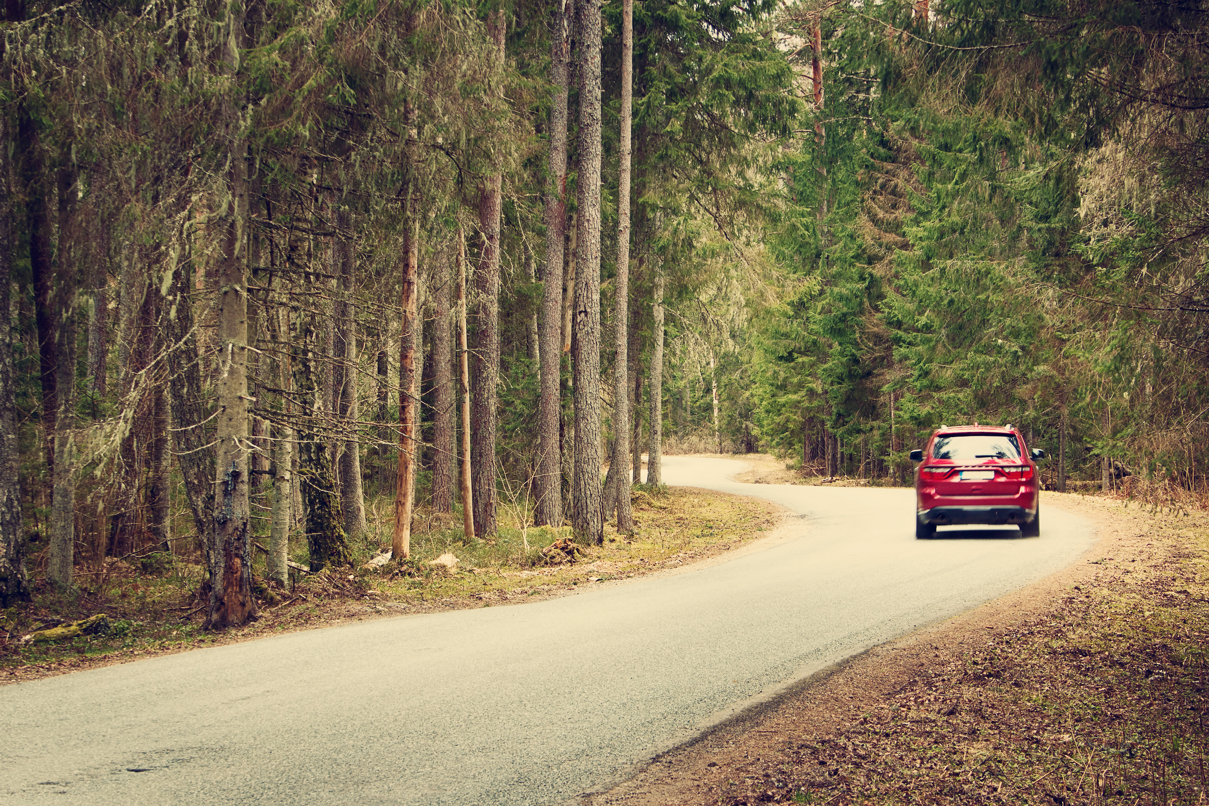 Car drives in the forest | Source: Shutterstock.com
