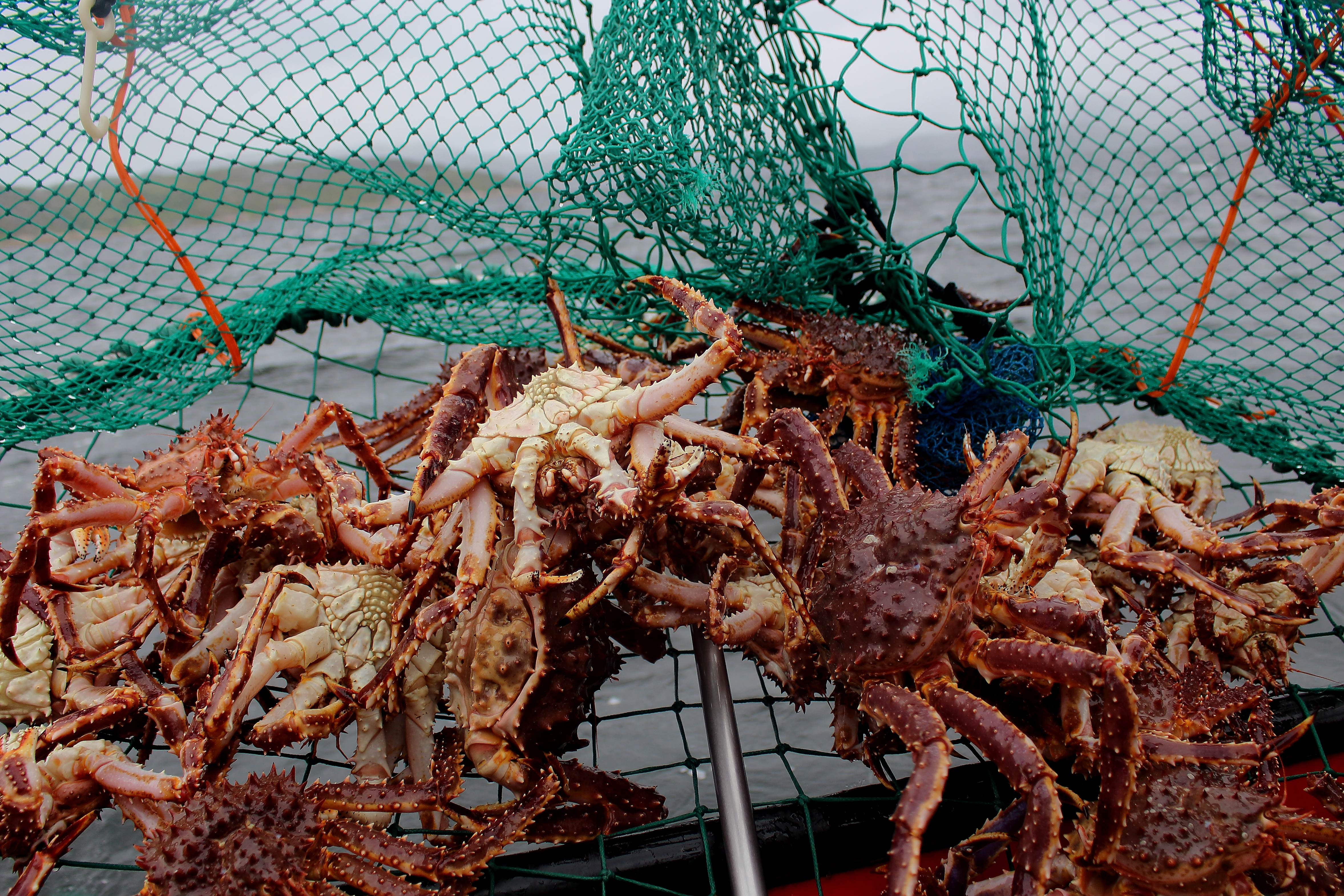 Landscape picture of a crab pot full of king crabs. | Source: Shutterstock