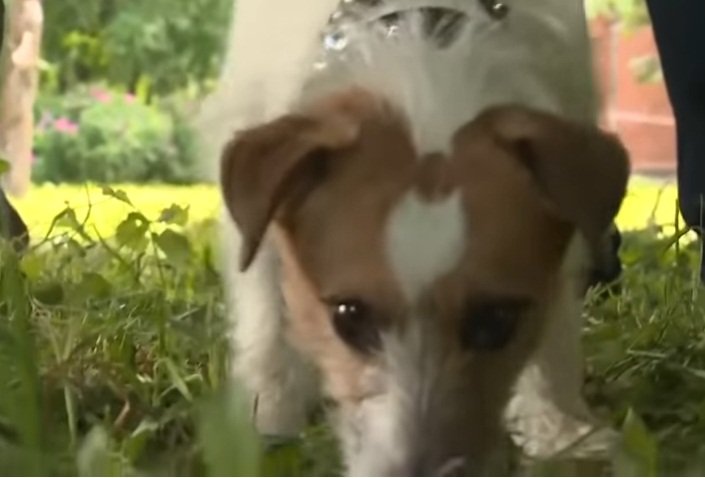 Macho, el Jack Russel que salvó a una bebé abandonada, olfatea en el lugar. | Foto: YouTube/Россия 24 Macho, el Jack Russel que salvó a una bebé abandonada, olfatea en el lugar. | Foto: YouTube/Россия 24