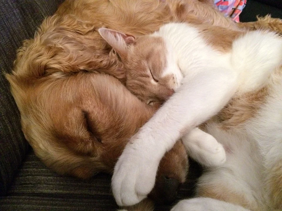 Un perro y un gato descansan juntos con los ojos cerrados. | Foto: Pixabay