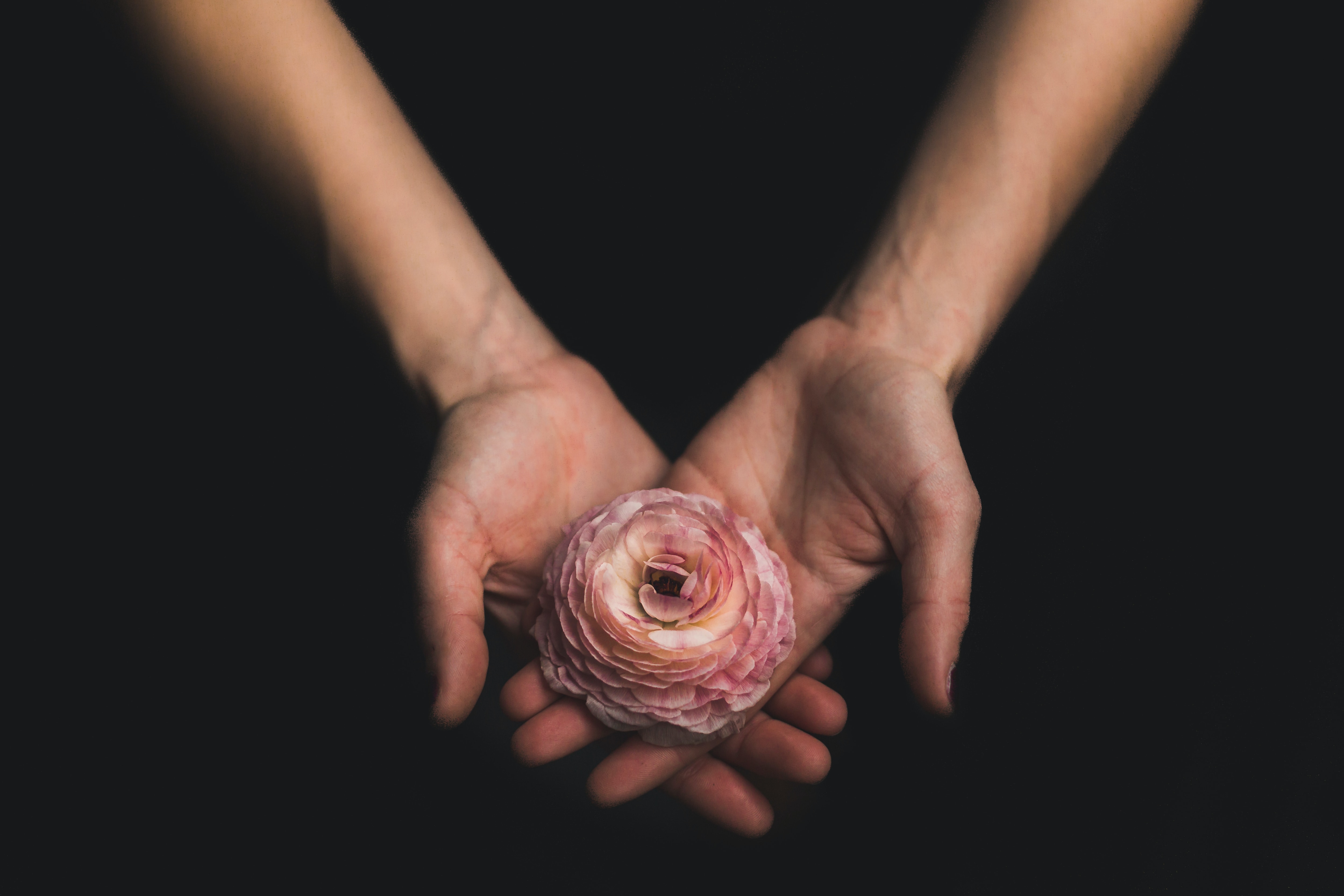 Hands holding out a rose. | Source: Pexels
