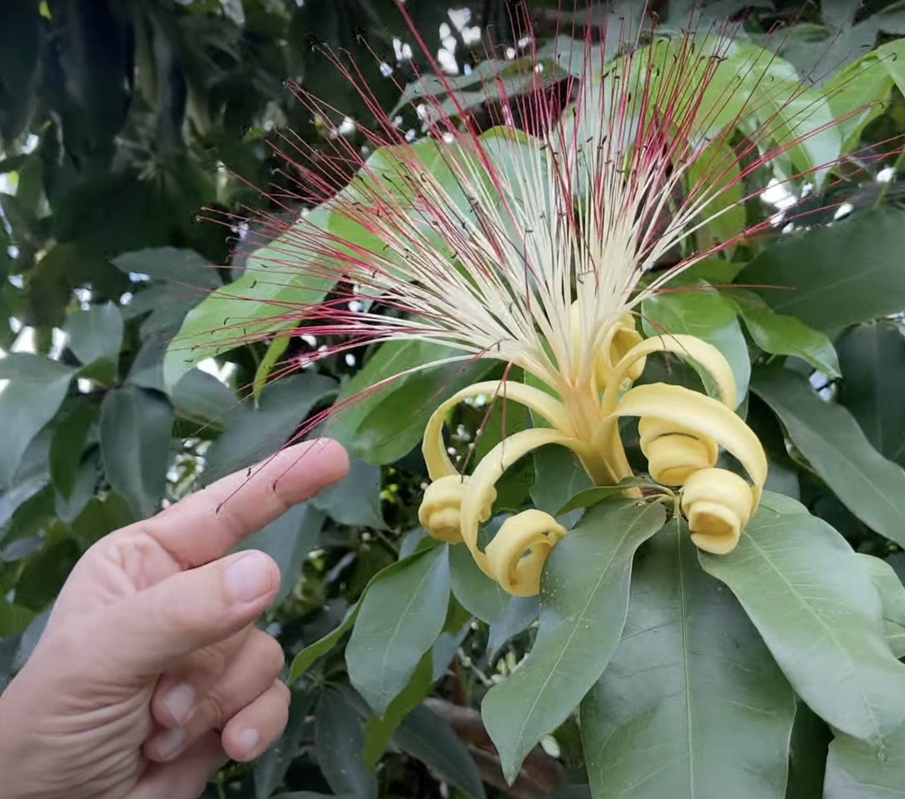 A money tree flower | Source: YouTube/ Hans Fritschi