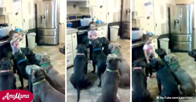 4-year-old girl commands six hungry pit bulls (video)