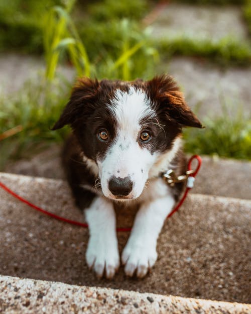 Chien. | Photo : Pexels