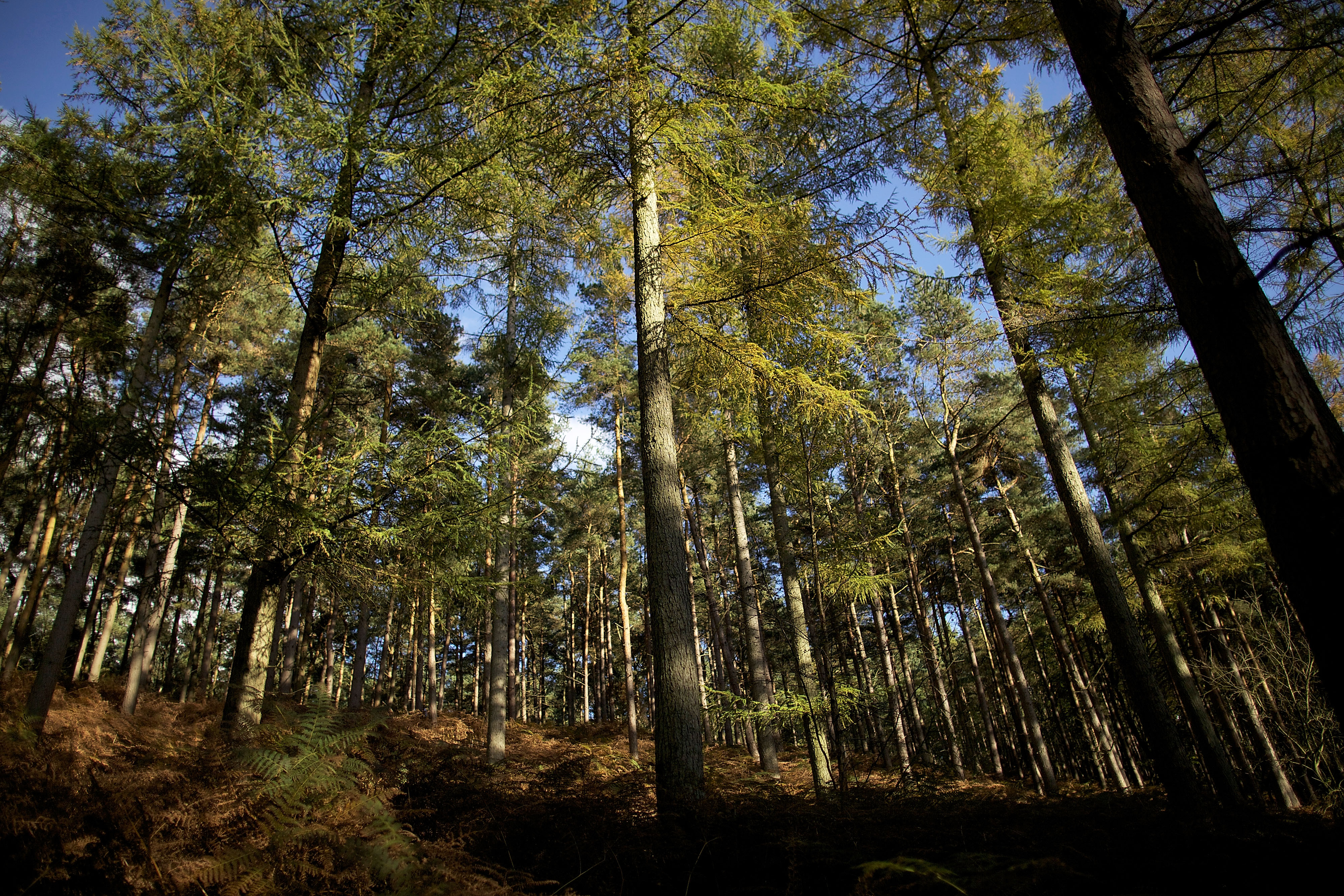 A general view of woodland at Leigh Hill on September 24, 2010, in Coldharbour, England. | Source: Getty Images