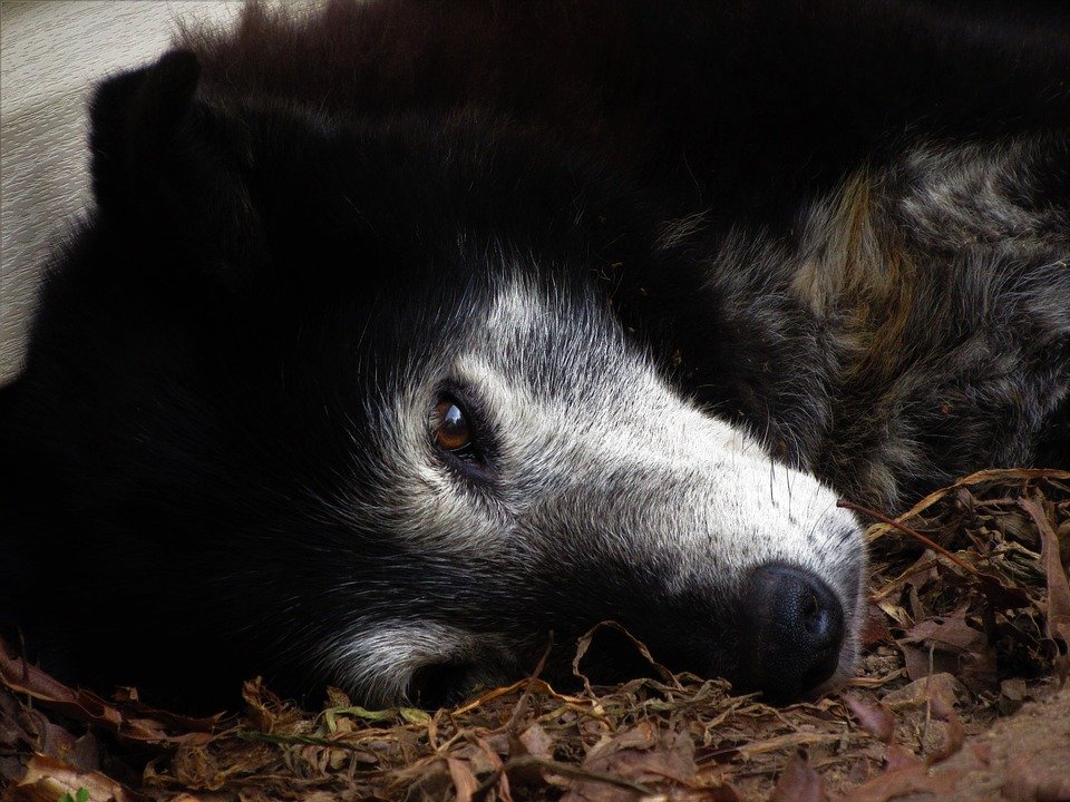 Perro anciano acostado.| Imagen: Max Pixel