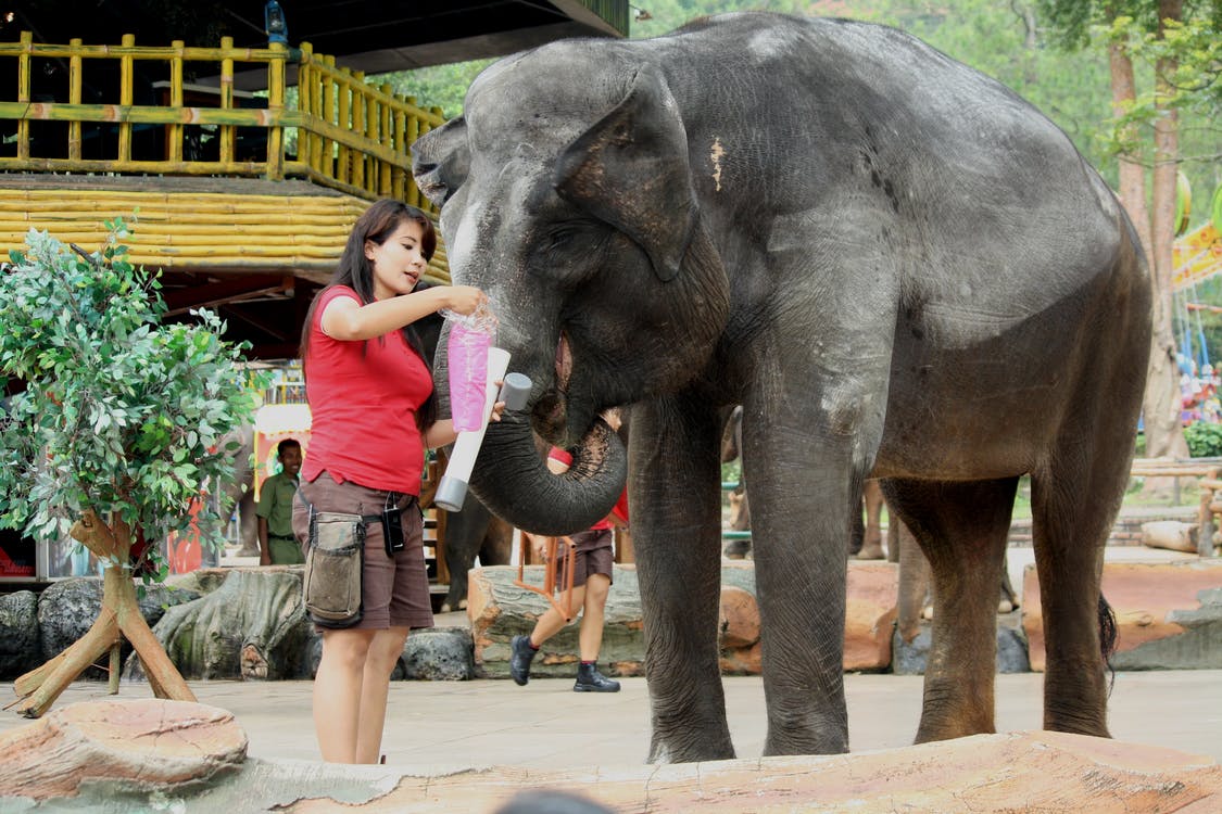 A photo of an Asian woman playing with an elephant in the zoo.