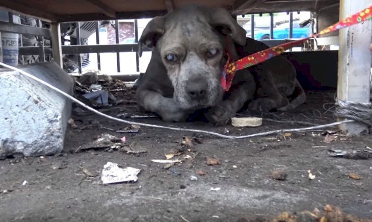 Source: YouTube / Hope For Paws