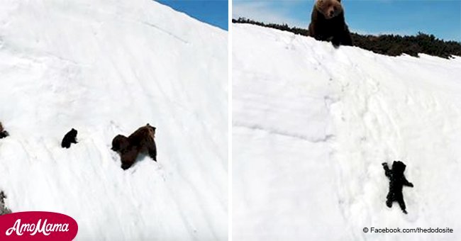 Viral video of a mama bear and her cub climbing a snowy slope is actually sad