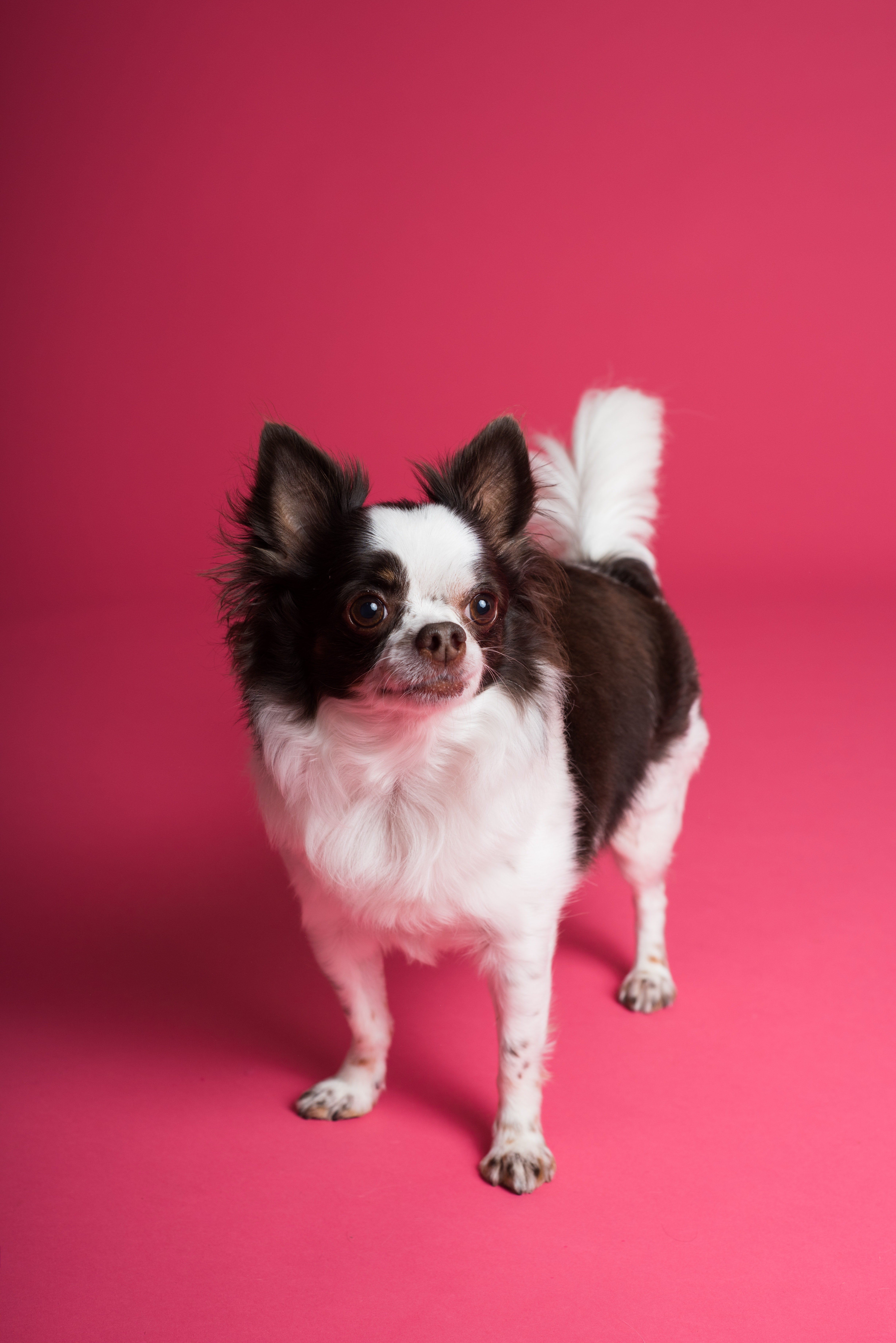 A Chihuahua on a pink background. | Photo: Pexels