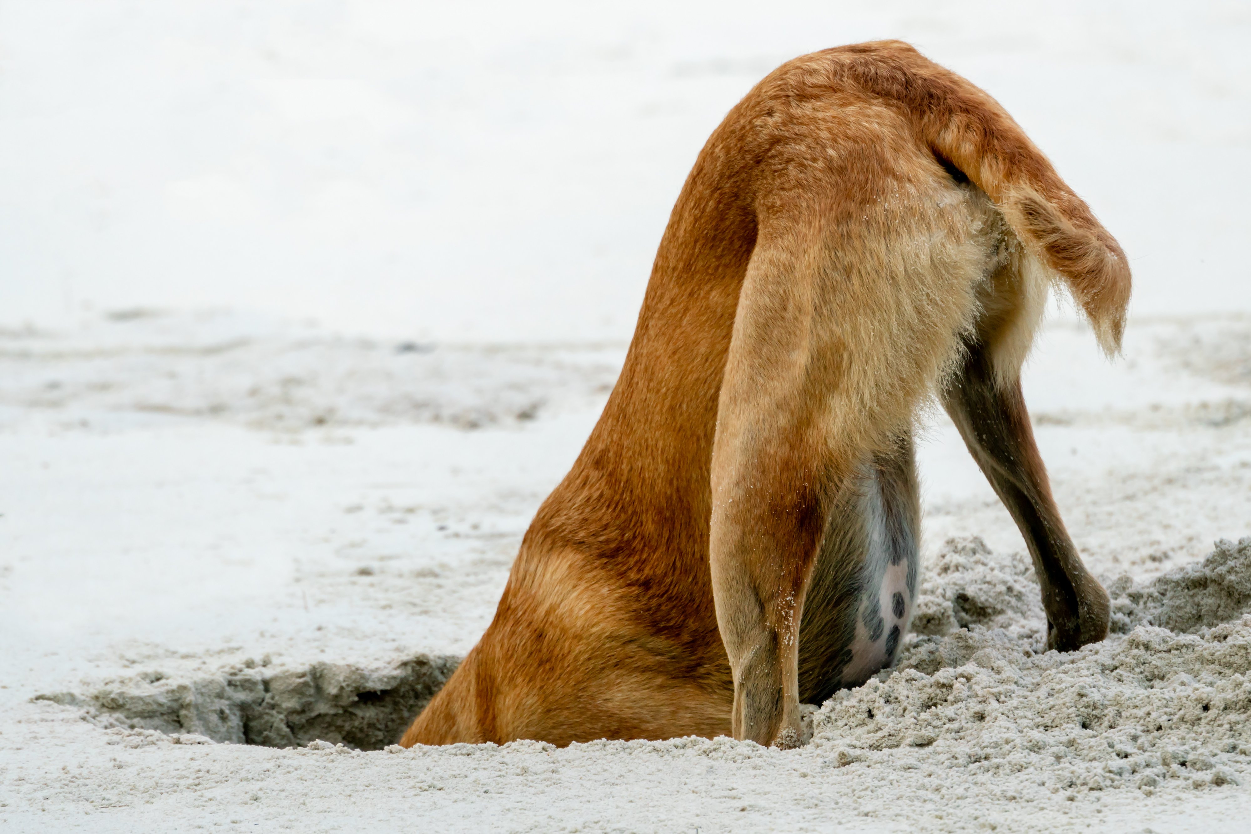 Perro cavando. │ Foto: Shutterstock