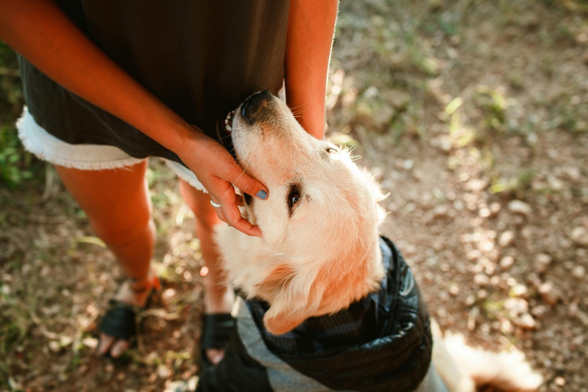 A woman petting her dog | Source: Pexels