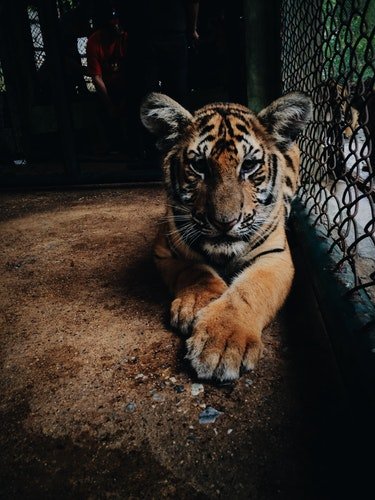 Un tigre en cage | Photo : Pixabay Un tigre en cage | Photo : Pixabay