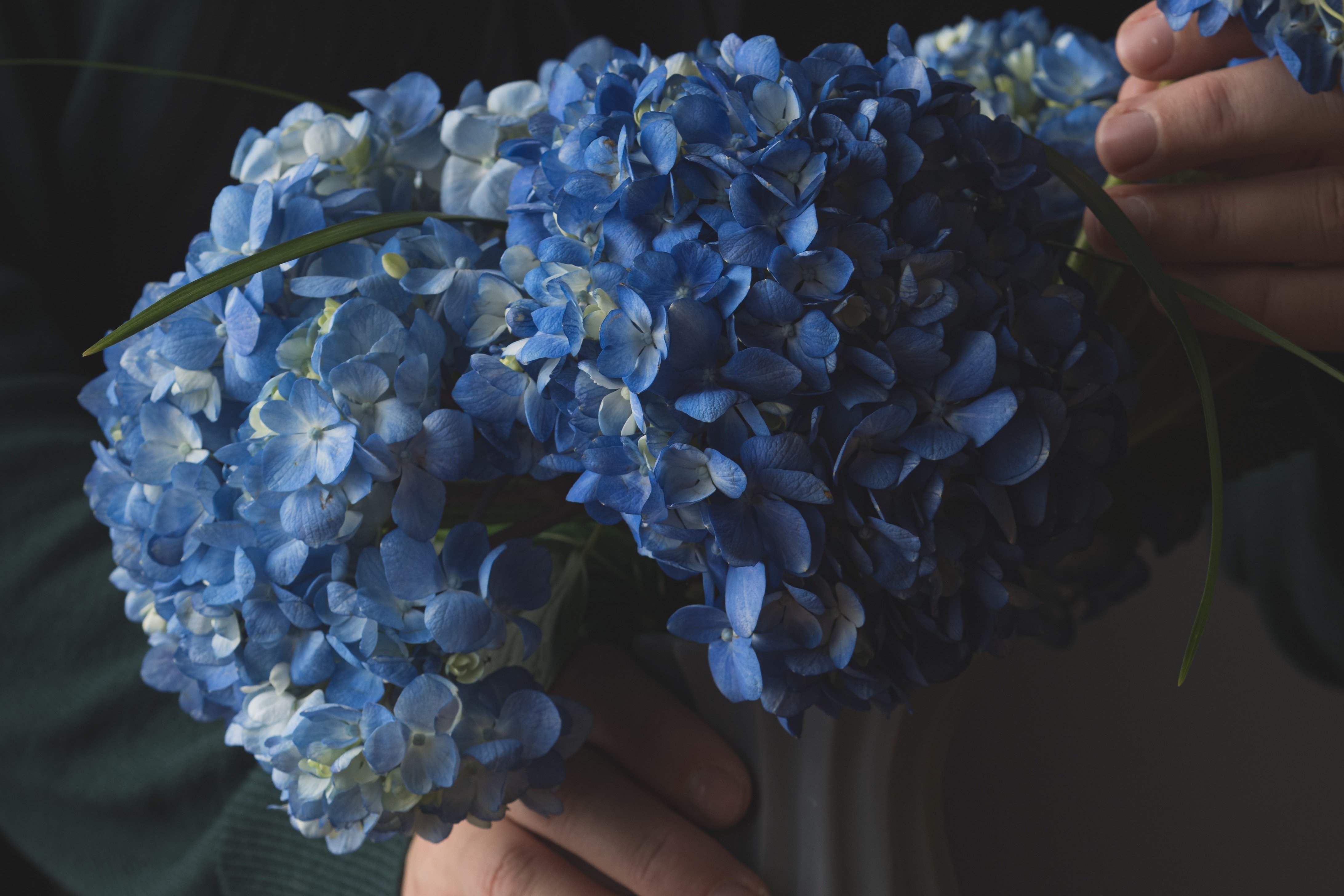 Sam brought her a bouquet of hydrangeas, and Olivia tried to contain her emotions. | Source: Pexels