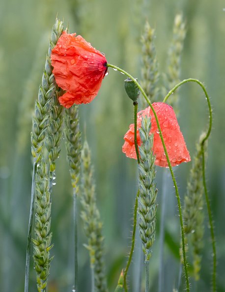 Les gouttes de pluie alourdissent les fleurs de pavot dans un champ de maïs. |Photo : Getty Images Les gouttes de pluie alourdissent les fleurs de pavot dans un champ de maïs. |Photo : Getty Images
