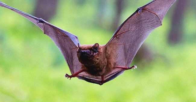 A flying bat. | Photo: Shutterstock