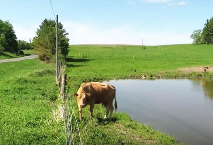 Source: YouTube/Rumble Viral