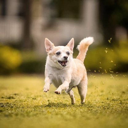 Photo of a tan and white Chihuahua running fast with mouth open in yellow grass. | Photo: Getty Images