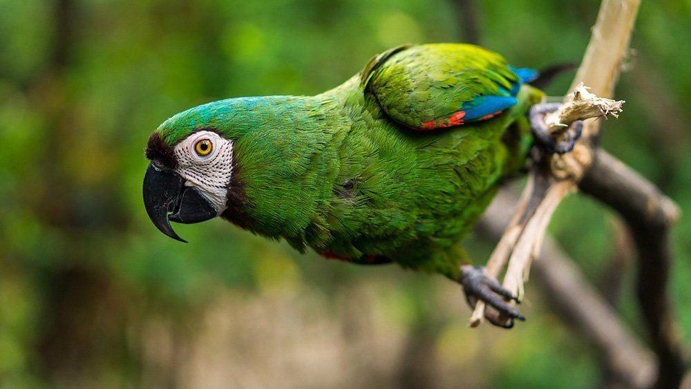 A green parrot standing on a tree branch in nature. I Image: Pixabay.