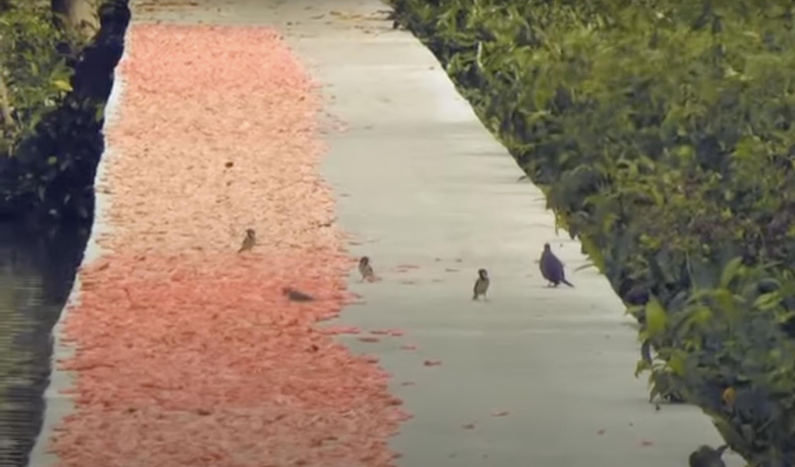 Birds gather near sun-dried shrimp, highlighting the natural and open-air environment of this traditional method. | Source: YouTube/ KRUA dot CO