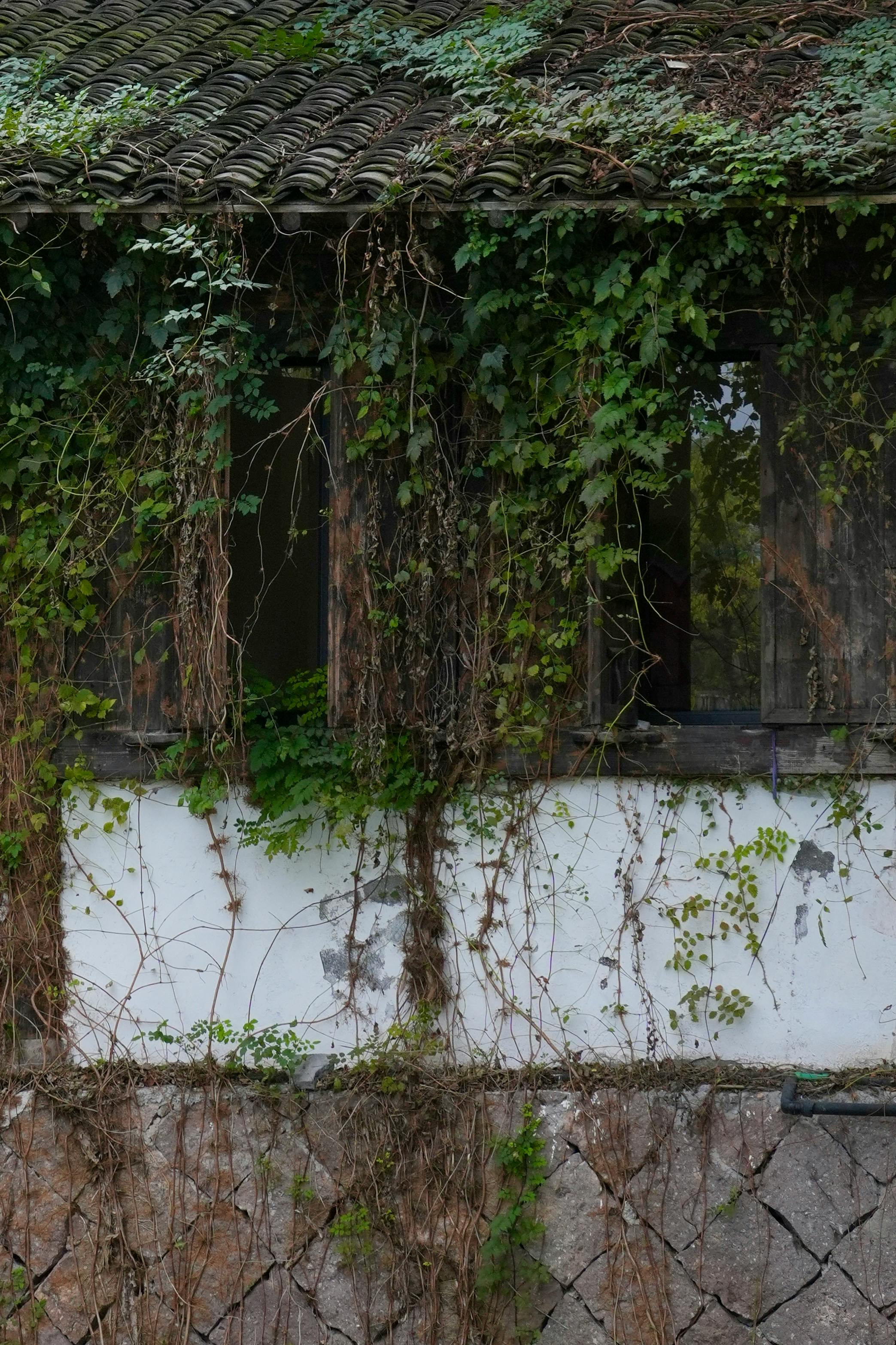 Vines dangling on a wall | Source: Pexels