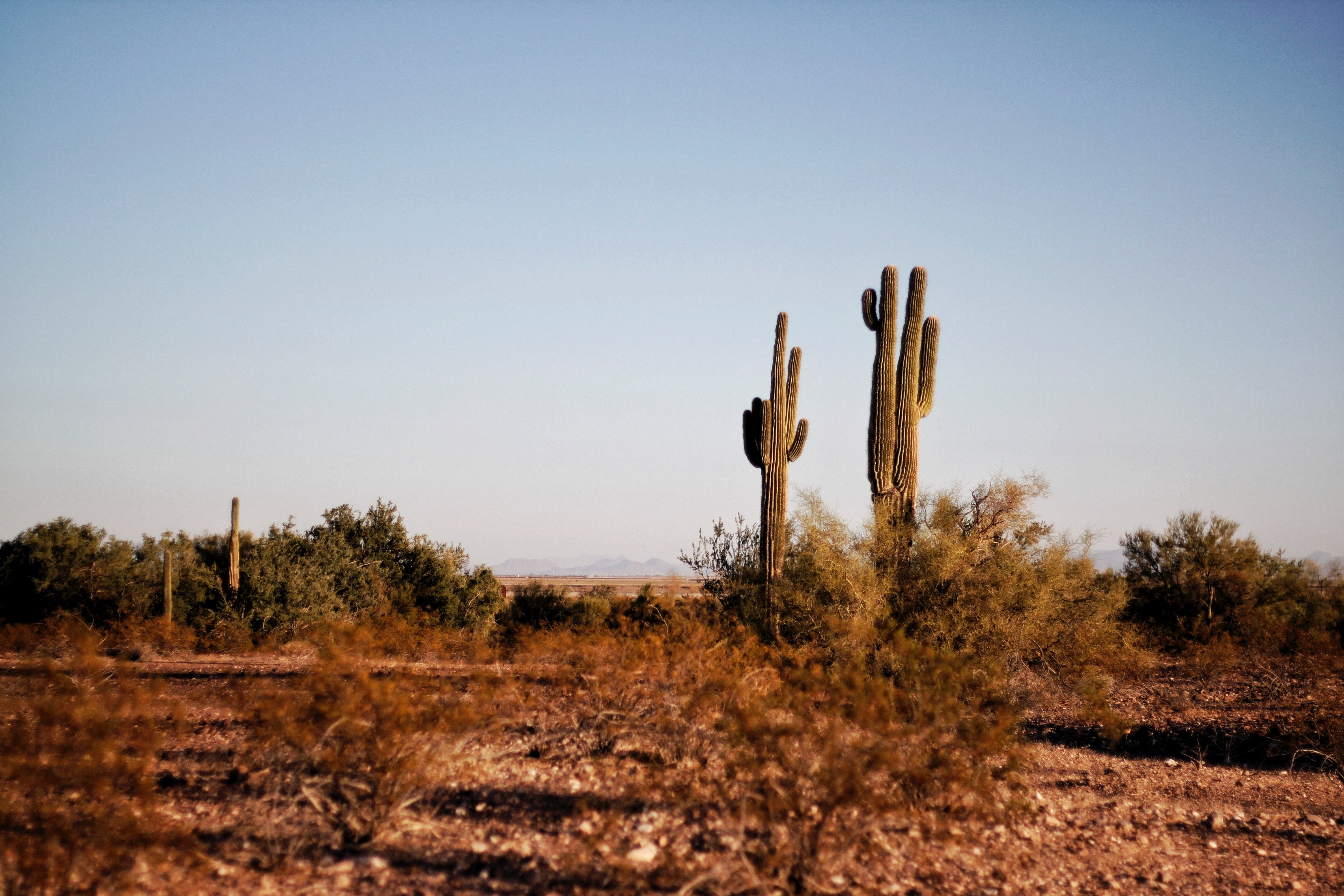 Two cactuses. | Source: Pexels