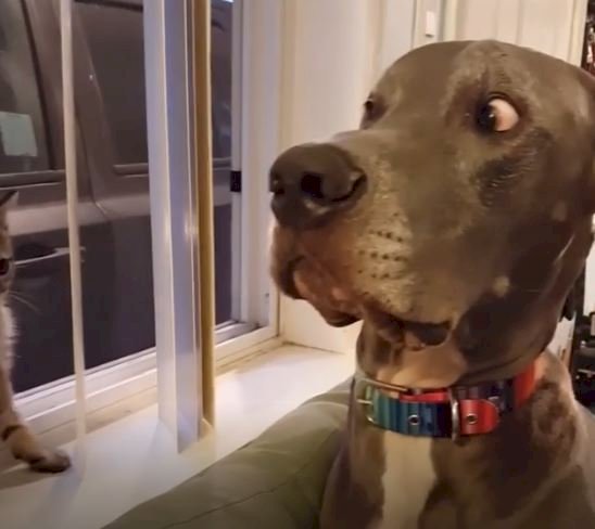 Shocked dog