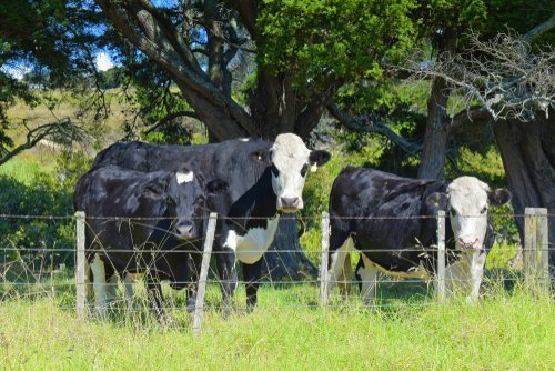 Three bulls looking through a fence. | Source: Shutterstock.