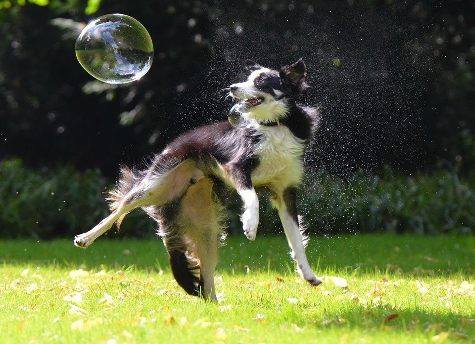 Border Collie cazando pompas de jabón en el jardín. | Foto: Pixabay