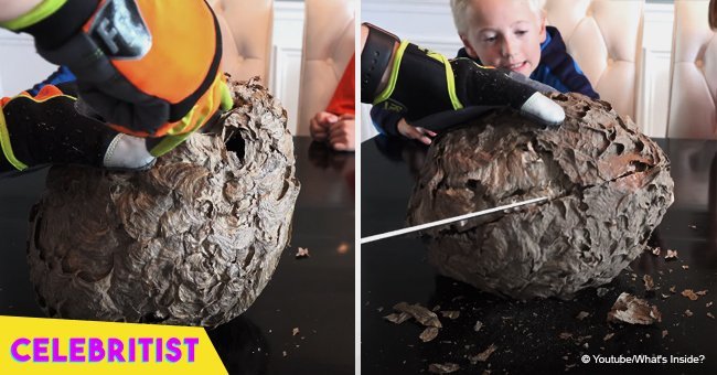 Man cuts in half a giant wasp nest to discover what's inside