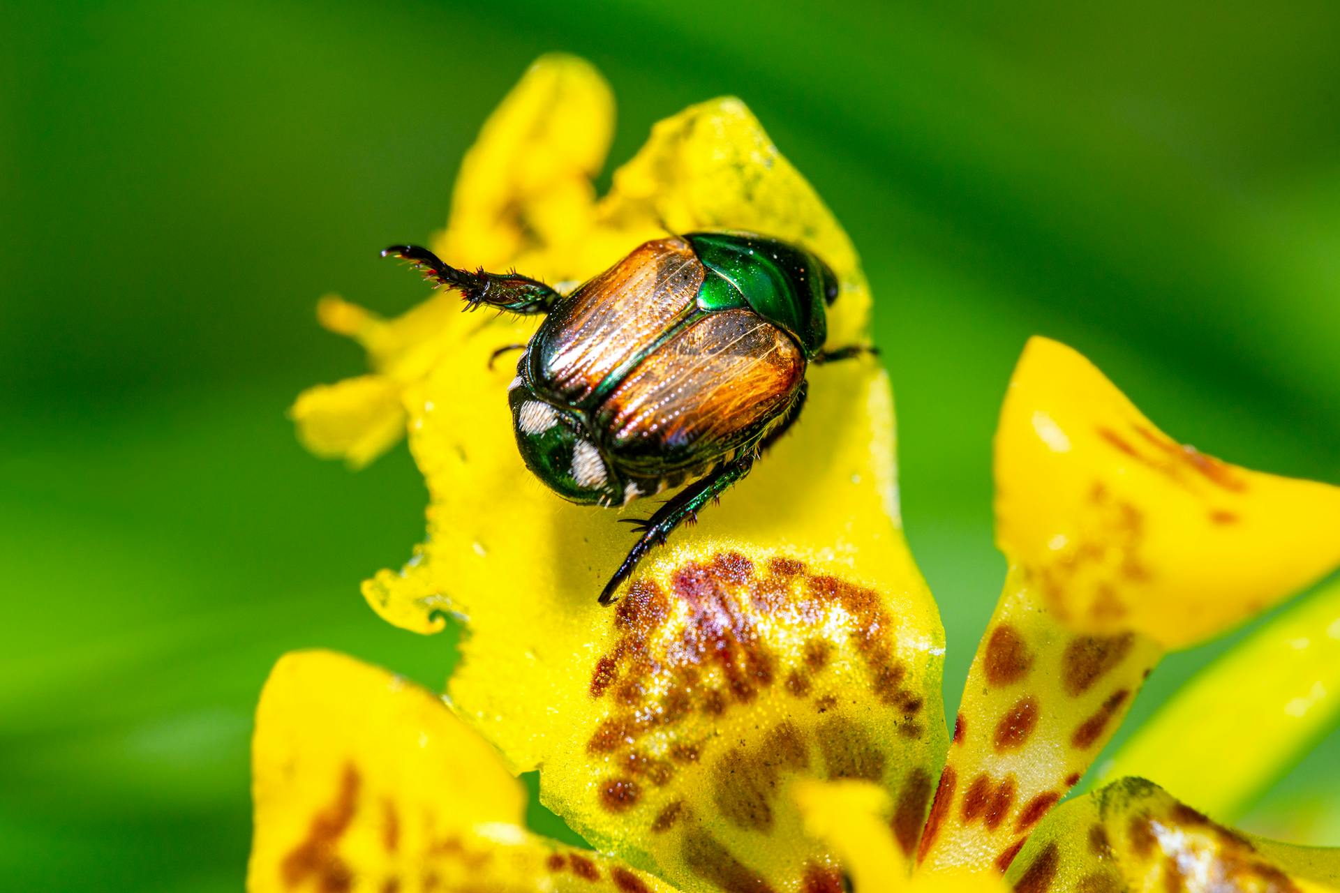 A beetle on a flower | Source: Pexels