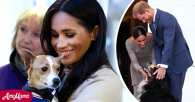 On the left: Meghan, the Duchess of Sussex meets a Jack Russell during her visit to an animal welfare charity on January 16, 2019 in London, England. On the right: The Duke and Duchess of Sussex greet the dogs of Ireland's President on arrival at the Presidential mansion on the second day of their visit in Dublin on July 11, 2018. 