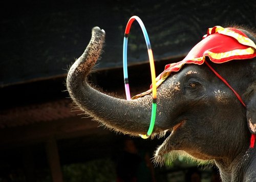 Elephant performing his act. | Source: Shutterstock.