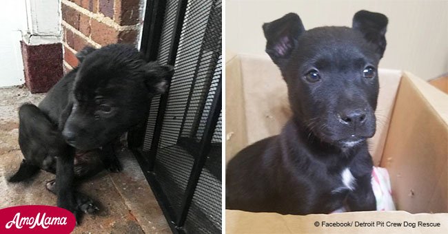Little boy leaves puppy in a box outside school hoping that it will find a better home