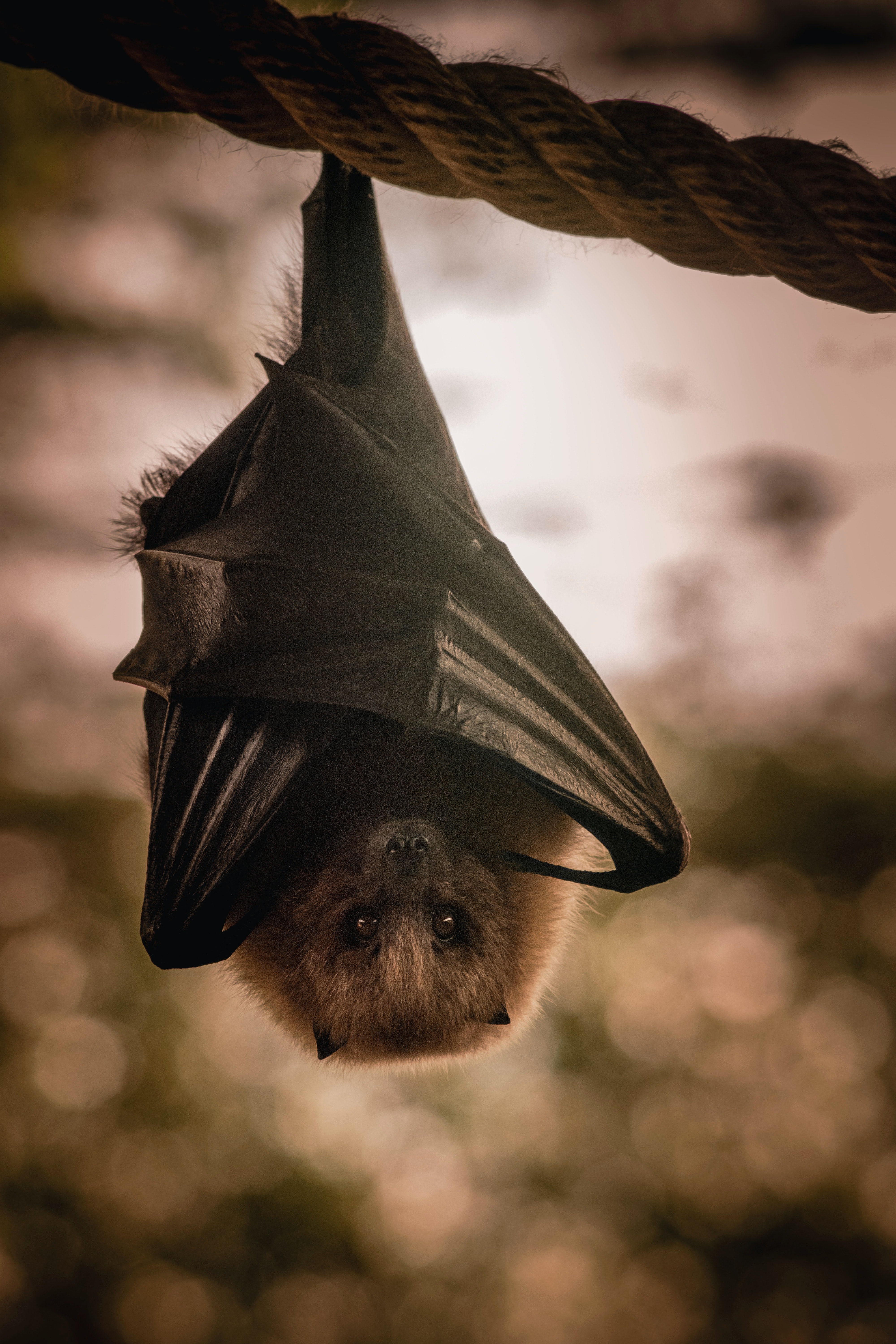 A bat in the woods hanging upside down | Photo: pexels