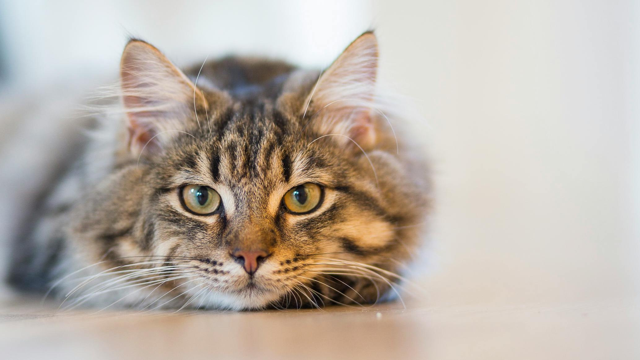 A cat on the floor | Source: Pexels