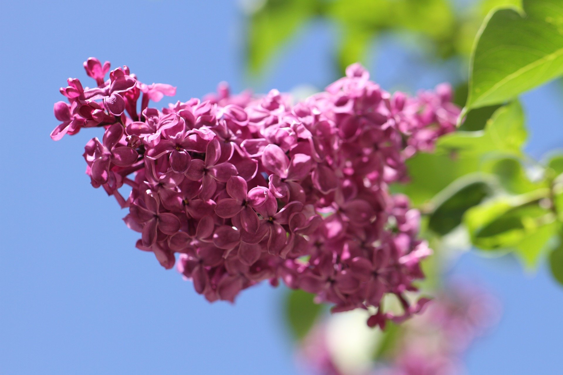 A close-up of a pink lilac shrub | Photo: Pixabay/Viola 